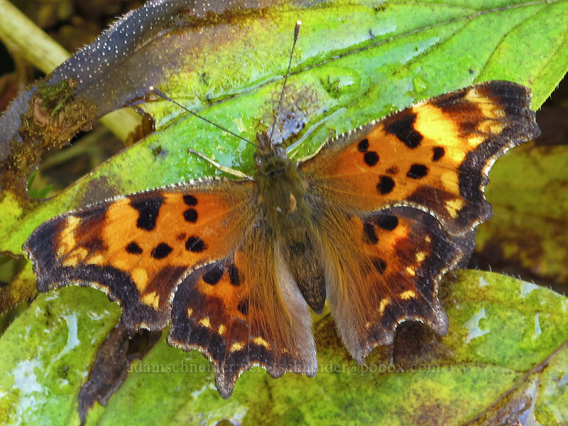 green comma butterfly (Polygonia faunus) [Surprise Creek Trail, Alpine Lakes Wilderness, King County, Washington]