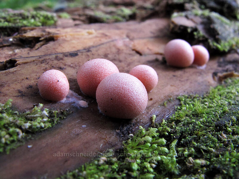 wolf's milk slime mold (Lycogala epidendrum) [Surprise Creek Trail, Alpine Lakes Wilderness, King County, Washington]