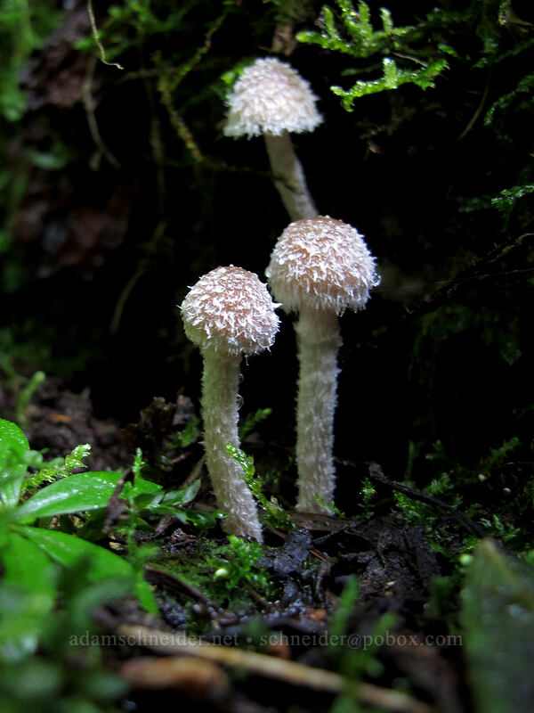 hairy mushrooms [Surprise Creek Trail, Alpine Lakes Wilderness, King County, Washington]