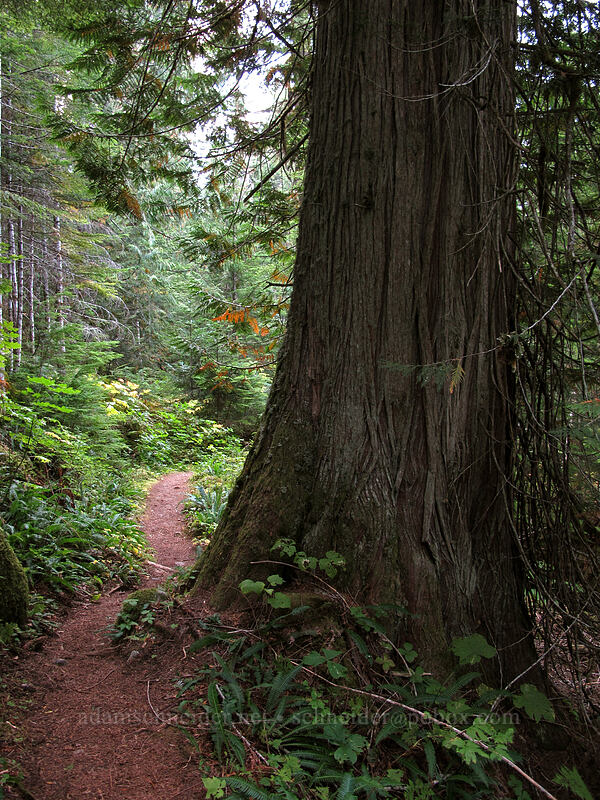 big western red-cedar (Thuja plicata) [Surprise Creek Trail, Mt. Baker-Snoqualmie National Forest, King County, Washington]