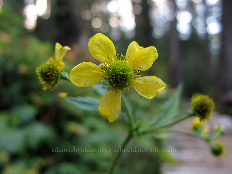 large-leaf avens (Geum macrophyllum) [Surprise Creek Trail, Mt. Baker-Snoqualmie National Forest, King County, Washington]