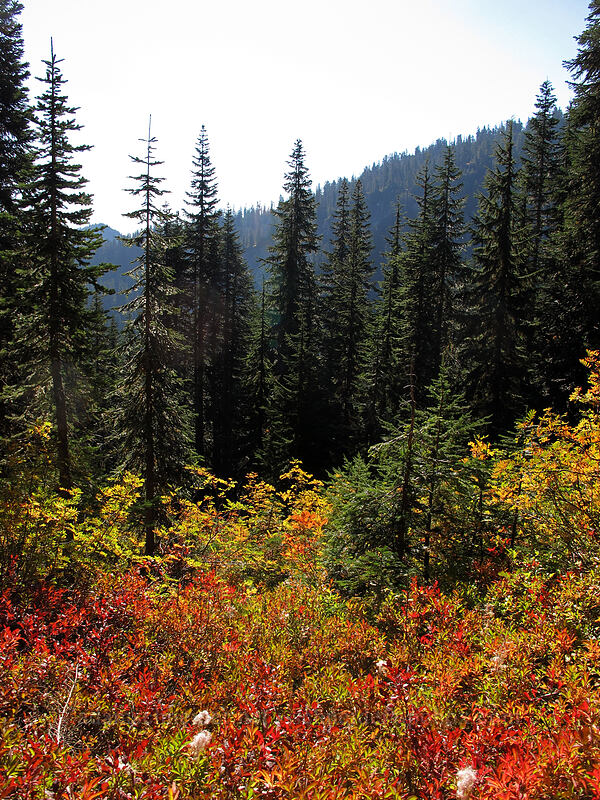 fall colors [Pacific Crest Trail, Henry M. Jackson Wilderness, Chelan County, Washington]