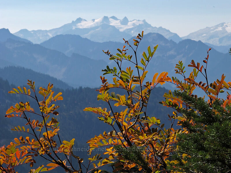mountain-ash leaves & Mount Daniel (Sorbus sitchensis) [Mt. McCausland, Henry M. Jackson Wilderness, Snohomish County, Washington]