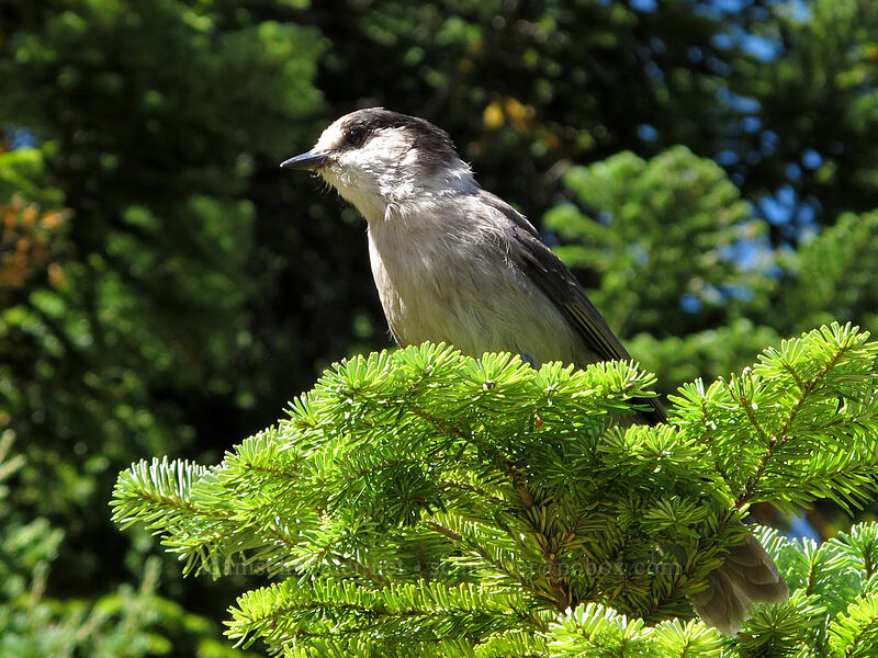 gray jay (Perisoreus canadensis) [Lake Valhalla, Henry M. Jackson Wilderness, Chelan County, Washington]