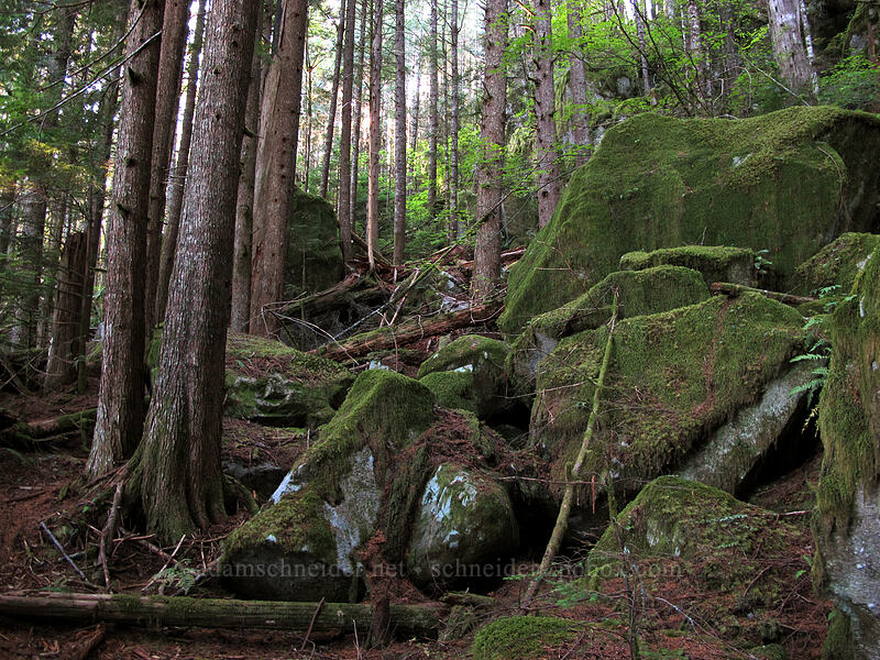mossy boulders [Index Town Wall, Index, Snohomish County, Washington]