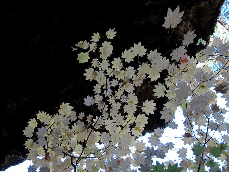 vine maple leaves (Acer circinatum) [Falls Creek Cave, Gifford Pinchot National Forest, Skamania County, Washington]