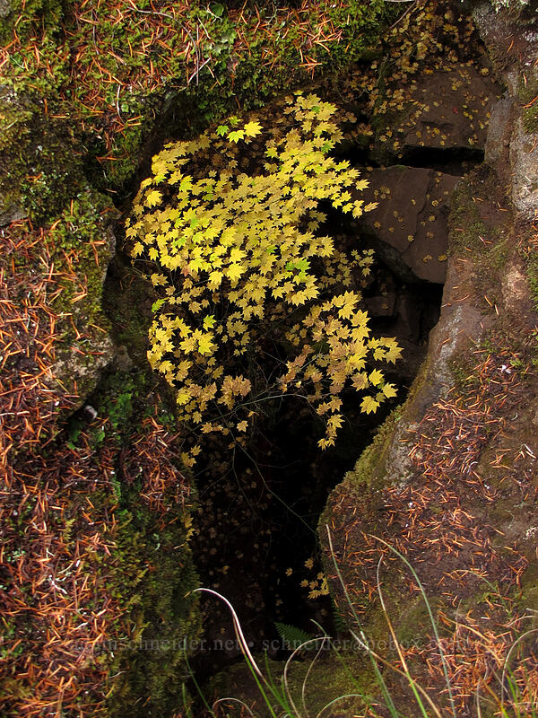 vine maples through a hole [Falls Creek Cave, Gifford Pinchot National Forest, Skamania County, Washington]