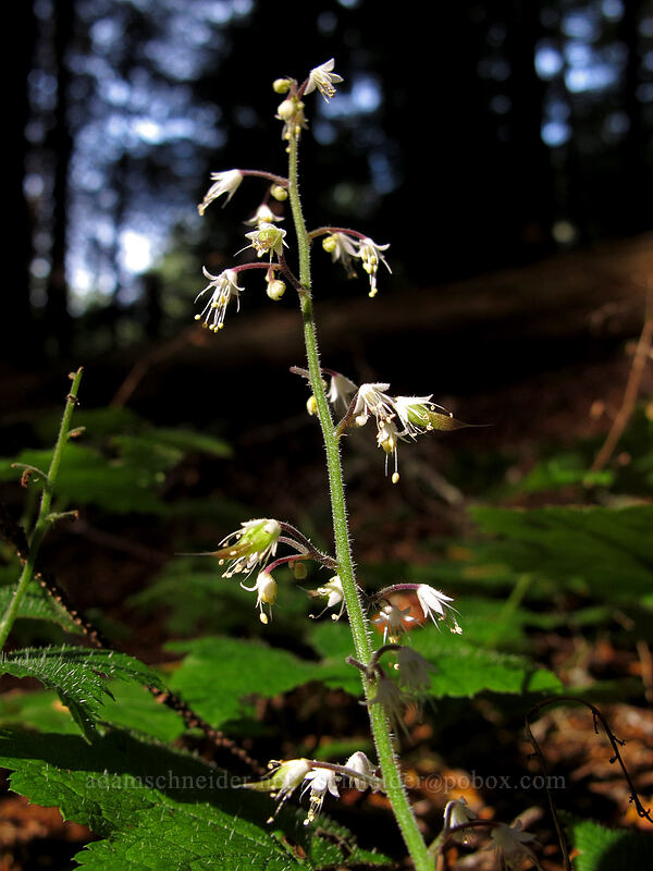 foamflower (Tiarella trifoliata var. unifoliata) [Pacific Crest Trail, Mt. Hood National Forest, Clackamas County, Oregon]