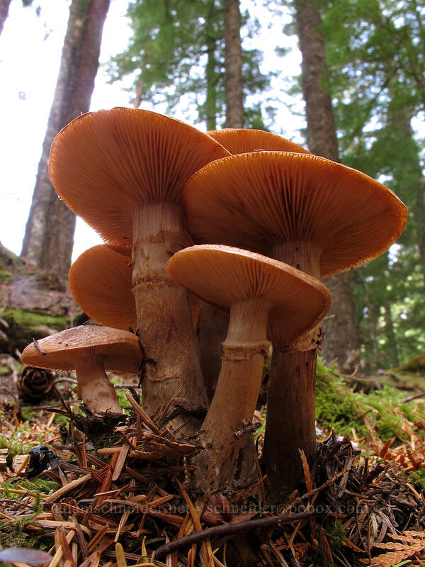 mushrooms [Pacific Crest Trail, Mt. Hood National Forest, Clackamas County, Oregon]