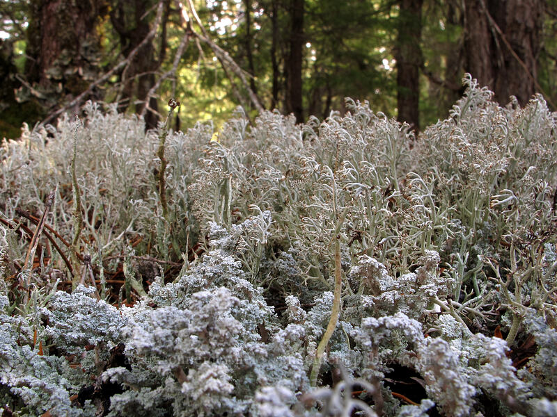 miniature forest of lichen [Ramona Falls Trail, Mt. Hood National Forest, Clackamas County, Oregon]