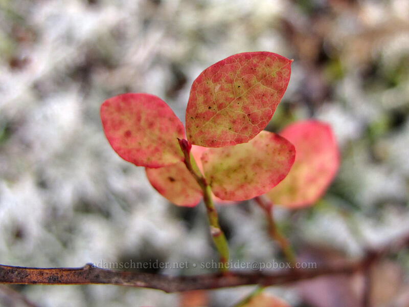 huckleberry leaves (Vaccinium sp.) [Ramona Falls Trail, Mt. Hood National Forest, Clackamas County, Oregon]