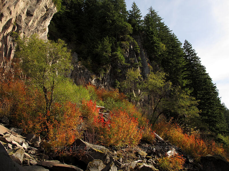 cliffs & fall colors [Ramona Falls Trail, Mt. Hood Wilderness, Clackamas County, Oregon]