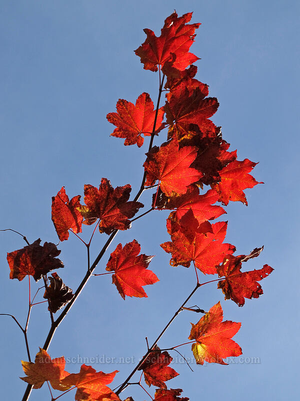 vine maple leaves (Acer circinatum) [Ramona Falls Trail, Mt. Hood Wilderness, Clackamas County, Oregon]