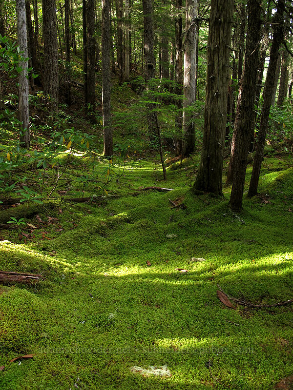 mossy glade [Sandy River Valley, Mt. Hood Wilderness, Clackamas County, Oregon]