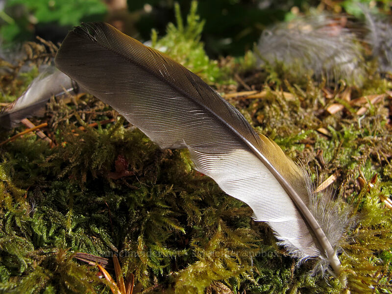varied thrush feather (Ixoreus naevius) [Pacific Crest Trail, Mt. Hood Wilderness, Clackamas County, Oregon]