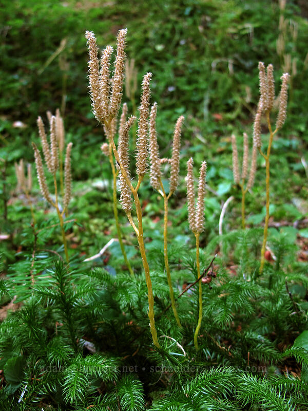 club-moss (Lycopodium clavatum) [Pacific Crest Trail, Mt. Hood Wilderness, Clackamas County, Oregon]
