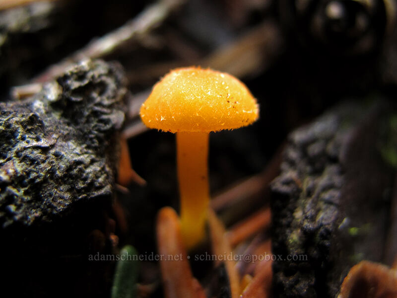 tiny mushroom [Pacific Crest Trail, Mt. Hood Wilderness, Clackamas County, Oregon]