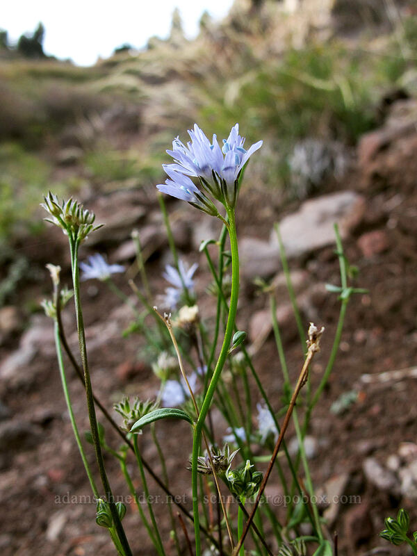blue-headed gilia (Gilia capitata) [Bald Mountain, Mt. Hood Wilderness, Clackamas County, Oregon]