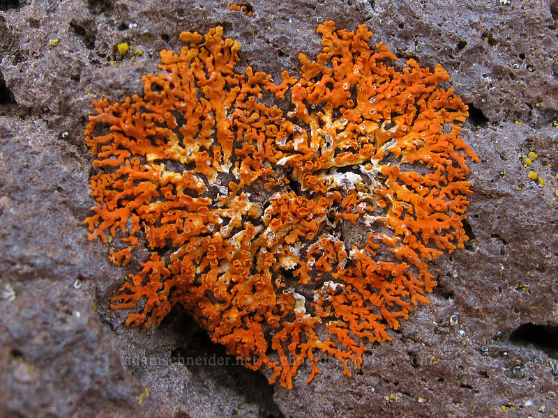 orange lichen [Bald Mountain, Mt. Hood Wilderness, Clackamas County, Oregon]