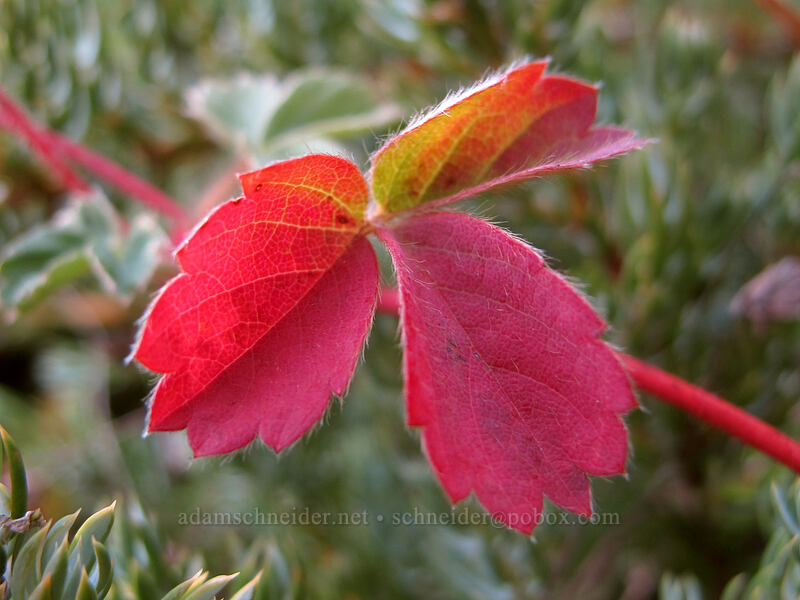 strawberry leaf (Fragaria virginiana) [Bald Mountain, Mt. Hood Wilderness, Clackamas County, Oregon]