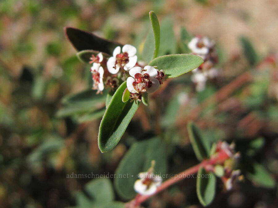 red-gland spurge (sandmat) (Euphorbia melanadenia (Chamaesyce melanadenia)) [Boulder Canyon Trail, Tonto National Forest, Maricopa County, Arizona]
