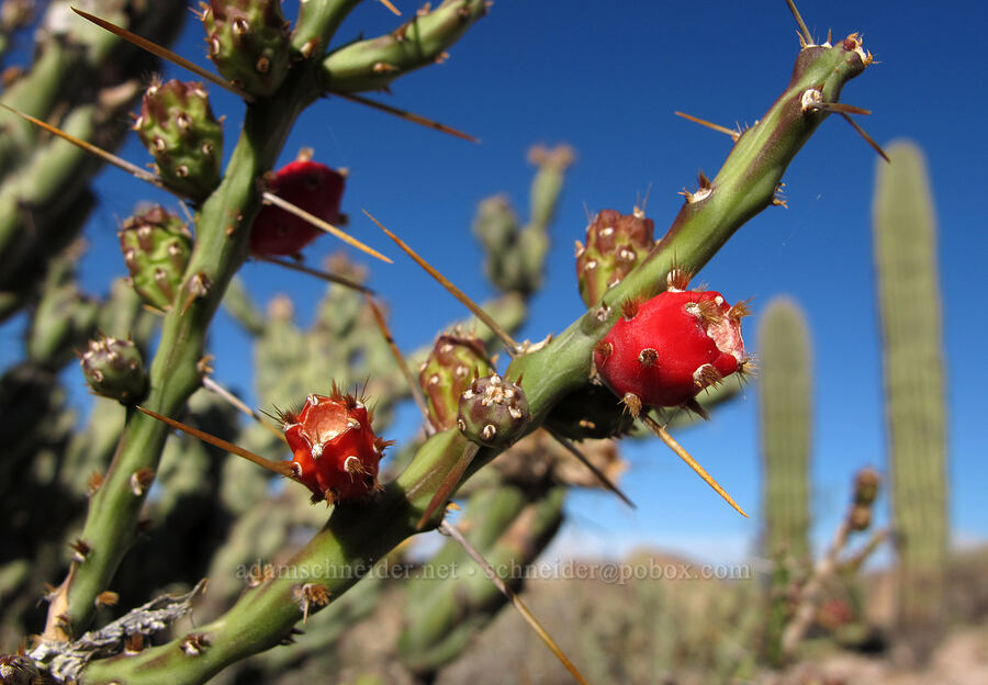 christmas cholla fruits (Cylindropuntia leptocaulis) [Boulder Canyon Trail, Tonto National Forest, Maricopa County, Arizona]