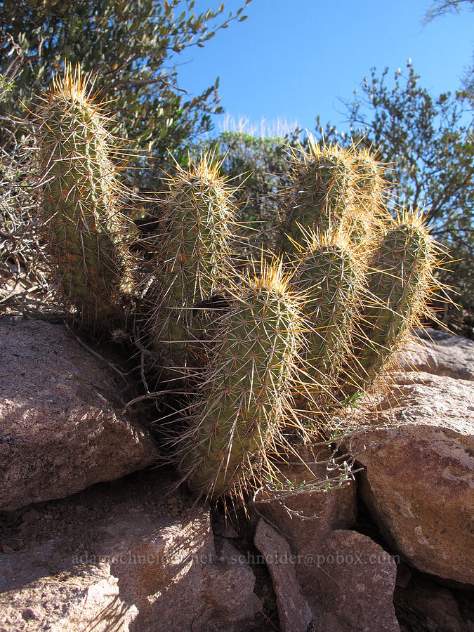 strawberry hedgehog cactus (Echinocereus engelmannii) [Boulder Canyon Trail, Superstition Wilderness, Maricopa County, Arizona]