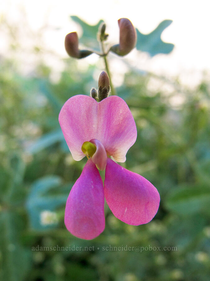 slimjim bean (Phaseolus filiformis) [Lower La Barge Canyon, Superstition Wilderness, Maricopa County, Arizona]