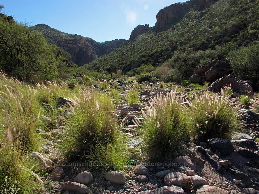 grasses [Lower La Barge Canyon, Superstition Wilderness, Maricopa County, Arizona]
