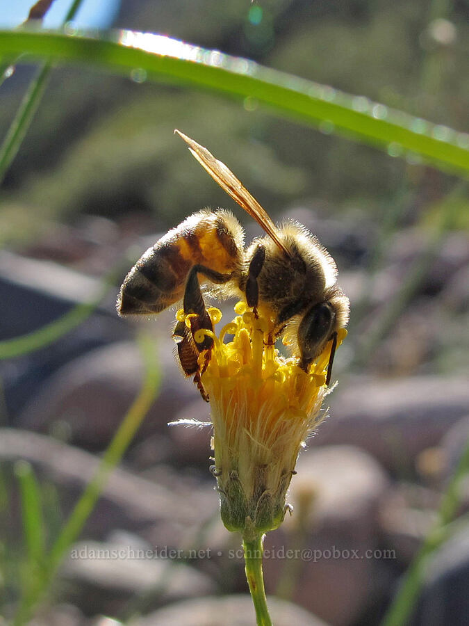 honeybee on sweetbush (Apis mellifera, Bebbia juncea) [Lower La Barge Canyon, Superstition Wilderness, Maricopa County, Arizona]