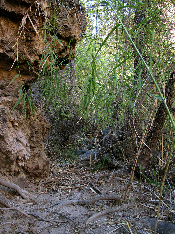 overgrown route [Lower La Barge Canyon, Superstition Wilderness, Maricopa County, Arizona]