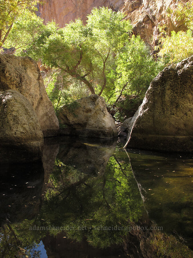 reflected trees [Lower La Barge Canyon, Superstition Wilderness, Maricopa County, Arizona]