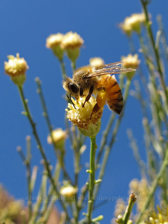 honeybee on desert-broom (Baccharis sarothroides) [Lower Boulder Canyon, Superstition Wilderness, Maricopa County, Arizona]