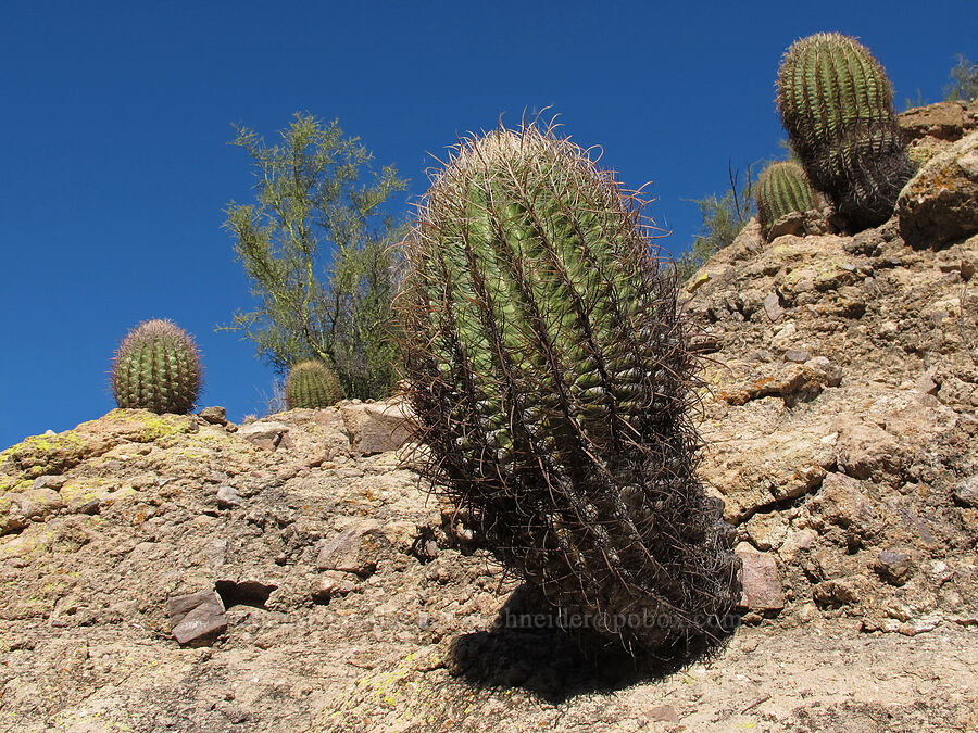 desert barrel cactus (Ferocactus cylindraceus) [Lower Boulder Canyon, Superstition Wilderness, Maricopa County, Arizona]