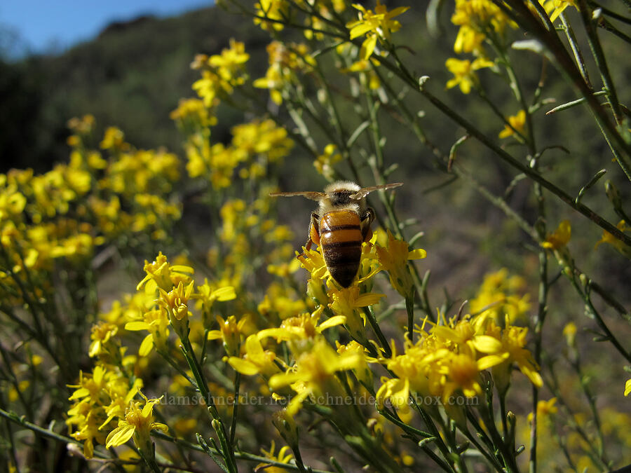 honeybee on broom snakeweed (Gutierrezia sarothrae) [Lower Boulder Canyon, Superstition Wilderness, Maricopa County, Arizona]