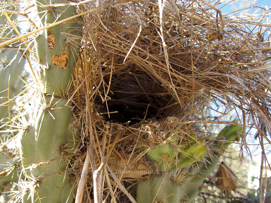 bird's nest in a buckhorn cholla (Cylindropuntia acanthocarpa) [Boulder Canyon Trail, Superstition Wilderness, Maricopa County, Arizona]