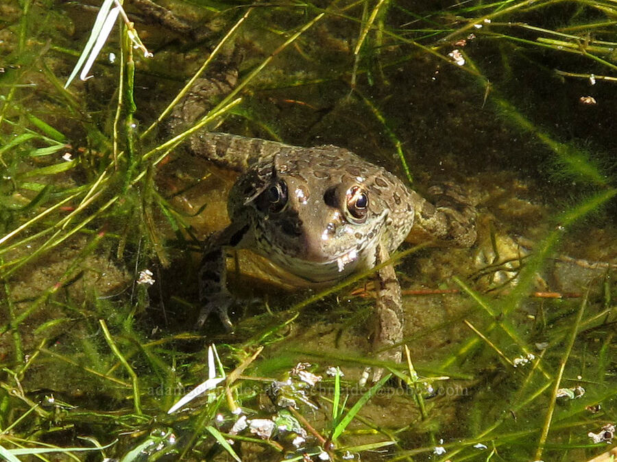 lowland leopard frog (Lithobates yavapaiensis) [La Barge Canyon, Superstition Wilderness, Maricopa County, Arizona]