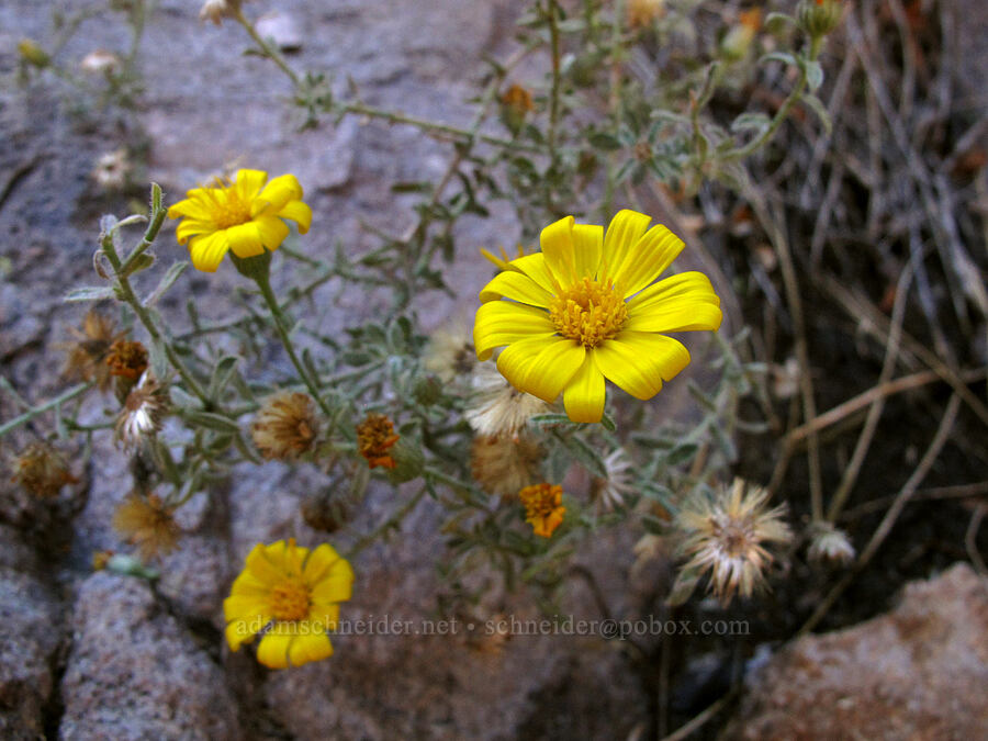 Sonora false golden-aster (Heterotheca marginata) [La Barge Box Canyon, Superstition Wilderness, Maricopa County, Arizona]