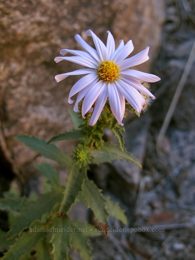 fall tansy-aster (Dieteria asteroides (Machaeranthera asteroides)) [La Barge Box Canyon, Superstition Wilderness, Maricopa County, Arizona]