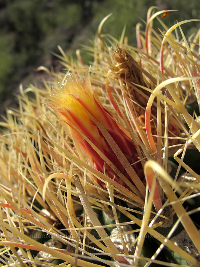 barrel cactus flower bud (Ferocactus cylindraceus) [Boulder Canyon Trail, Superstition Wilderness, Maricopa County, Arizona]