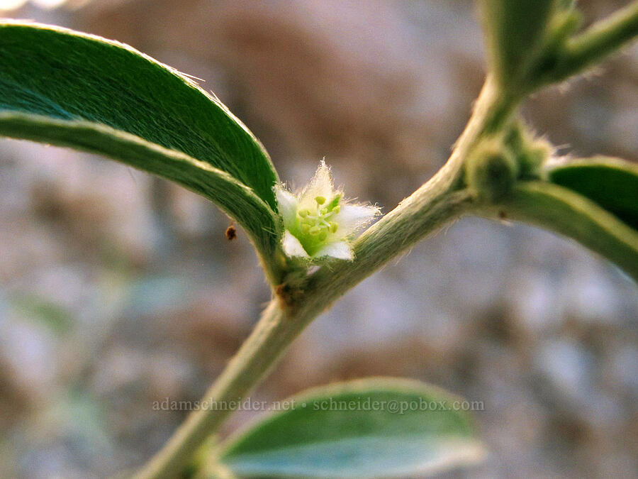 New Mexico silverbush (Ditaxis neomexicana (Argythamnia neomexicana)) [Boulder Canyon Trail, Superstition Wilderness, Maricopa County, Arizona]