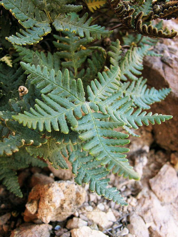 star cloak fern (Notholaena standleyi) [Boulder Canyon Trail, Superstition Wilderness, Maricopa County, Arizona]