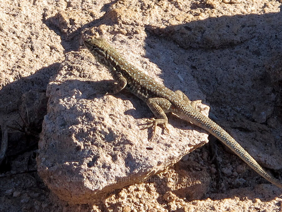 common side-blotched lizard (Uta stansburiana) [Boulder Canyon Trail, Superstition Wilderness, Maricopa County, Arizona]