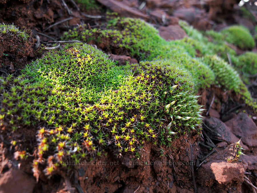 moss [Cathedral Rock Trail, Coconino National Forest, Yavapai County, Arizona]