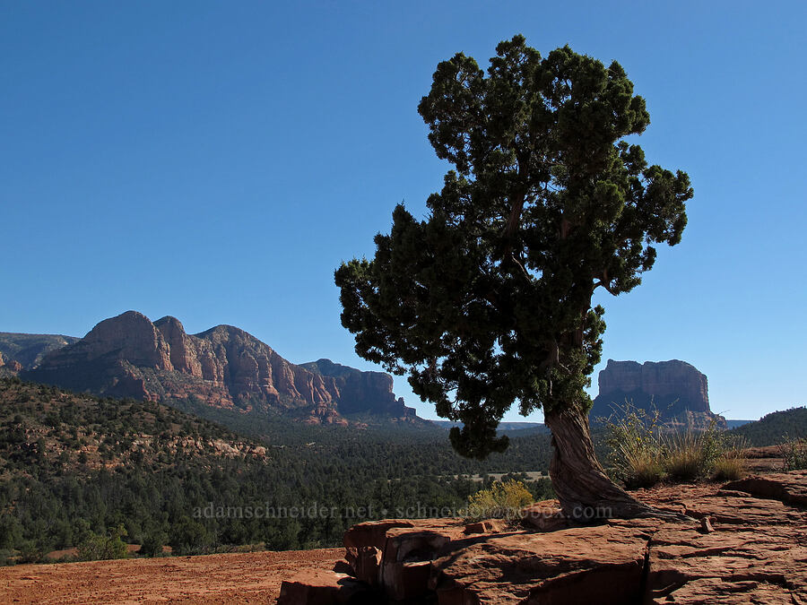 juniper tree (Juniperus sp.) [Cathedral Rock Trail, Coconino National Forest, Yavapai County, Arizona]