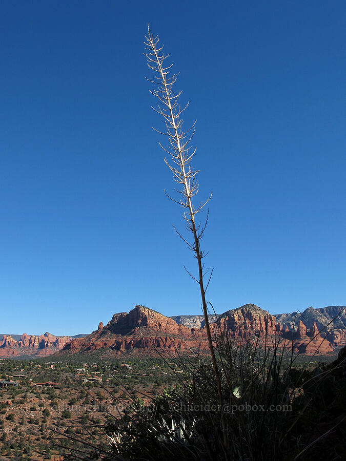yucca stalk (Yucca sp.) [Cathedral Rock Trail, Coconino National Forest, Yavapai County, Arizona]