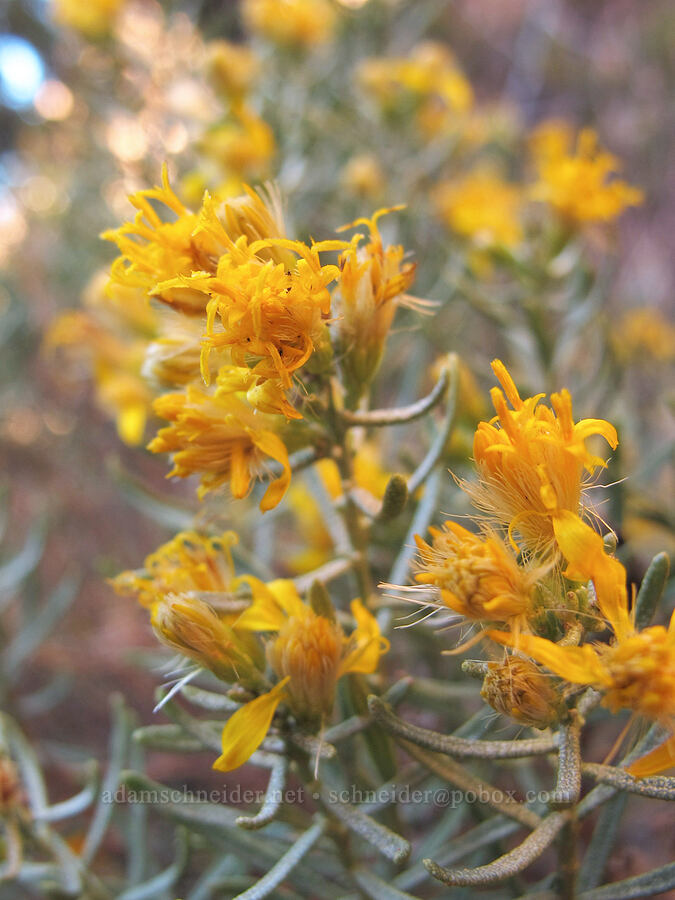 turpentine bush flowers (Ericameria laricifolia) [Cathedral Rock Trail, Coconino National Forest, Yavapai County, Arizona]