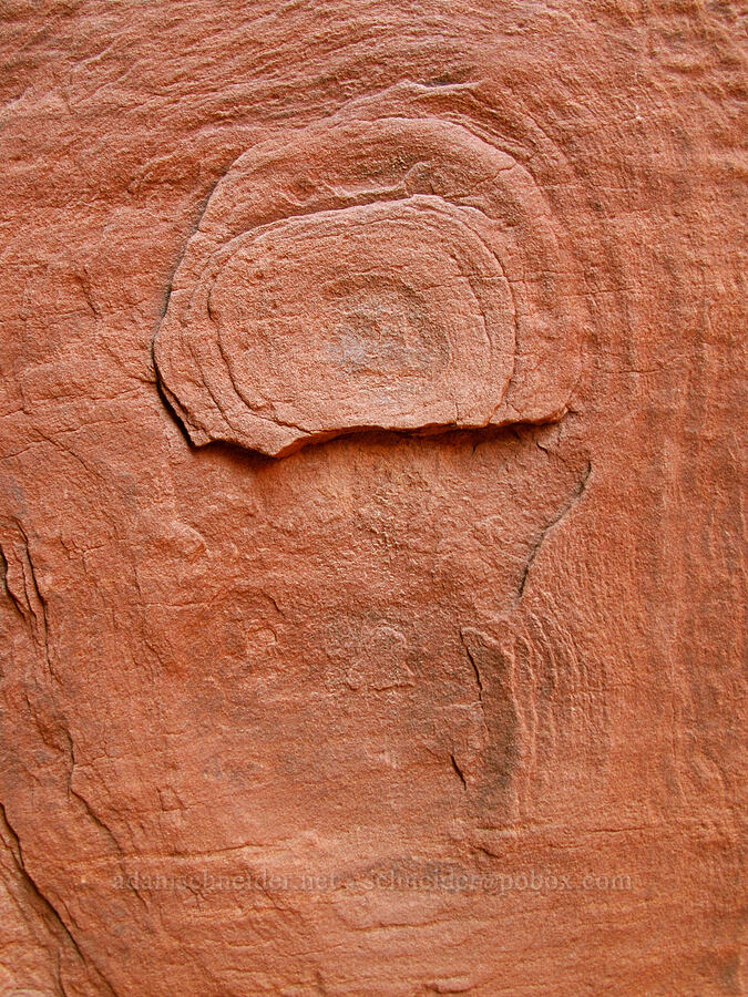 sandstone [Cathedral Rock, Coconino National Forest, Yavapai County, Arizona]