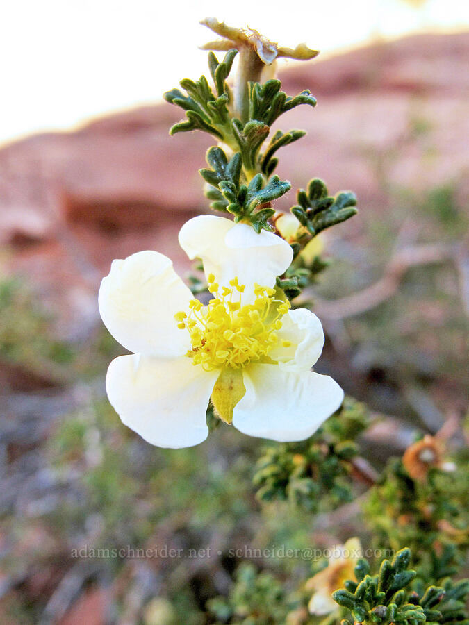 cliff-rose (Purshia stansburyana (Purshia mexicana var. stansburyana)) [Bell Rock Trail, Munds Mountain Wilderness, Yavapai County, Arizona]