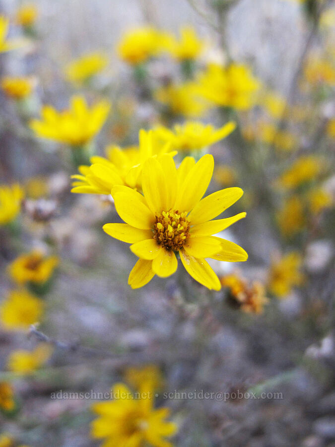 slender goldenweed/bristle-weed (Xanthisma gracile (Machaeranthera gracilis)) [Verde Valley School Road, Coconino National Forest, Yavapai County, Arizona]